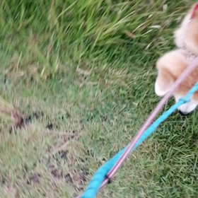 又々安倍川土手コース。しっかり走った後にやっぱりゴロ寝。「甘えたいんですね❗」よく会う人に声かけの画像