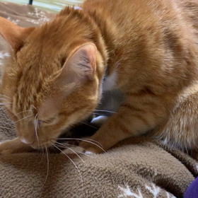 今日のふみふみ。の画像