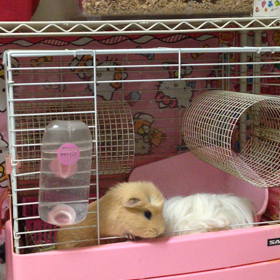 証拠ビデオの画像