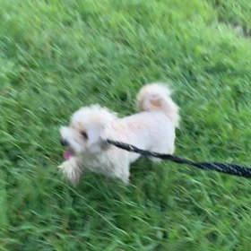 8月11日14わんこと1時間遠足  代々木公園の画像