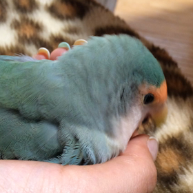 動くTikiちゃんの画像