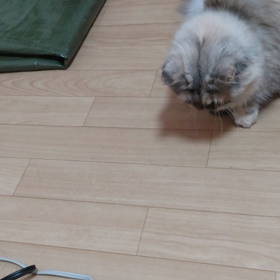 戦うにゃの画像