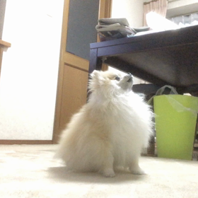 クルクルの画像