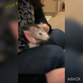 ファンシーラットのうーちゃんの画像