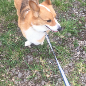 ムックは動くの画像