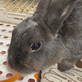 にんじんの画像