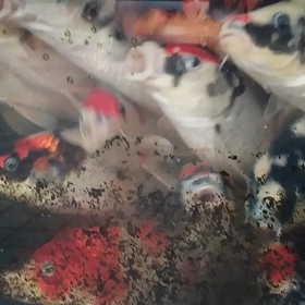 今日のドラゴン二軍の画像