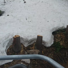 ニホンカモシカ？の画像