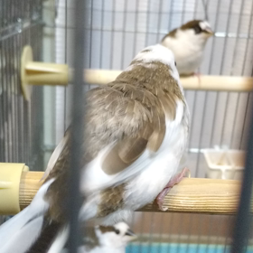 十姉妹の純の画像