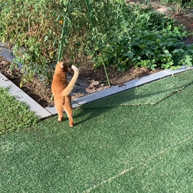 2023/08/19 今週のハナの画像