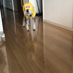 フードvsぼくの画像