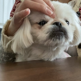 皿洗いの執念の画像