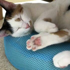 くすぐったいニャーの画像