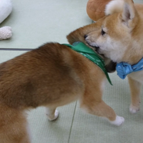 ★ 人気なルーキー達 ★の画像