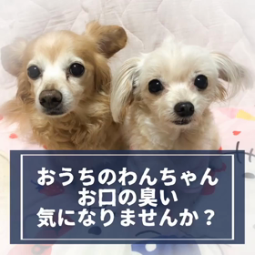 わんちゃんのお口の臭い、気になりませんか？の画像