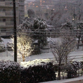 東京は今日も雪……の画像