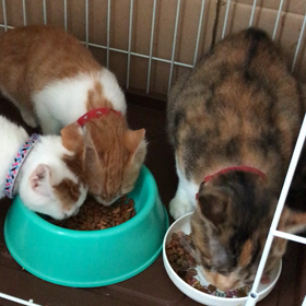 仲良くゴハンの画像