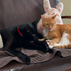 雨できげんが悪くなるねこたち。の画像