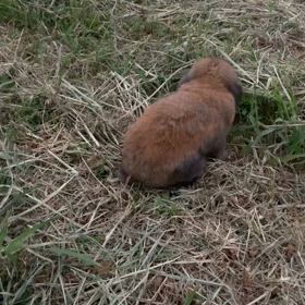 河川敷のうさんぽ再開しました。の画像