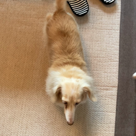 ダンシング〜✨✨の画像