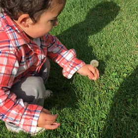 たんぽぽ見ーつけたの画像