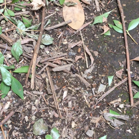 2019　ひきがえるベビーの画像