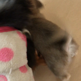 もまれておおきくな〜れの画像