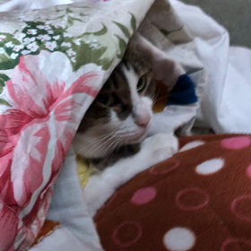 ごめんねデール、ママさんを起こすマリー過激な起こし方の画像