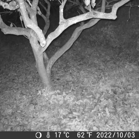 すぎぴたんの事件簿シーズン3　49話（バットマーーンバットマーーン）の画像