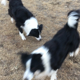 ボーダコリー子犬の遊びの画像