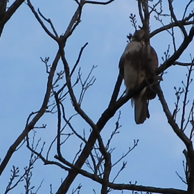こちらはノスリの画像