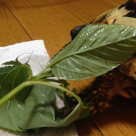 動画（≧∇≦）の画像