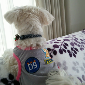 ある日のあずきの画像