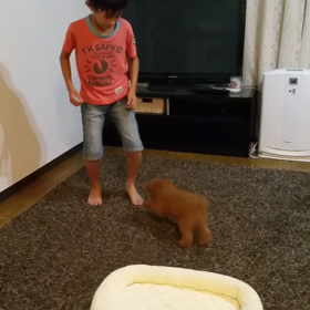 息子ＶＳみにーの画像