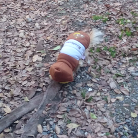 未確認生物の画像