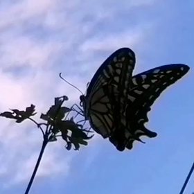 アゲハ蝶とハロウィンSwallowtail butterfly and Hallowee...の画像