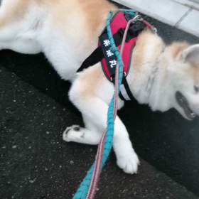 雨が降りそうでカッパ持参で散歩スタートした朝。幸い少しパラついた程度でカッパ無しでお散歩できましの画像