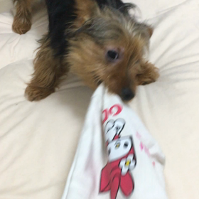 引っ張りあいっこの画像