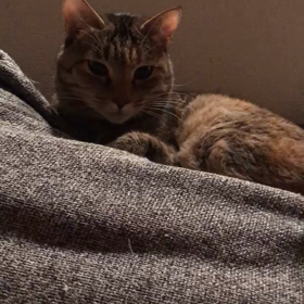 里親募集中のマリーちゃんの画像