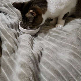 ただ食べる動画の画像