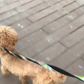 ♪お散歩動画♪お台場海浜公園♪の画像