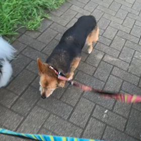 8月31日13わんこと1時間遠足  代々木公園の画像