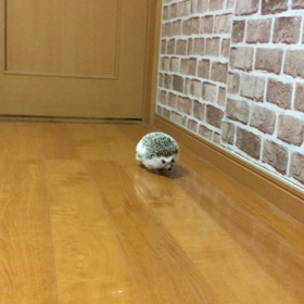 今日のラテちゃん(はりねずみ)の画像