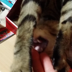 無理やり「お手！」と思い込む…(笑)の画像