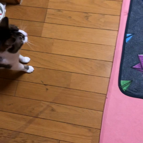 今日のデールの遊び！メルカリの初めての経験… セブンイレブンのネコポス。の画像