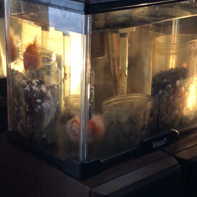 ぐー・ぱー／金魚／動画の画像