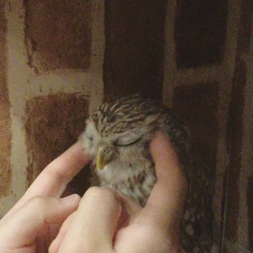 コキンメフクロウのメルちゃんなでなでタイムの画像