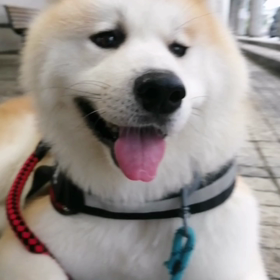 雨予報が雨無しと勇んで朝散歩スタート。ところが雨☔降りだす。未来丸はカッパ、飼い主は薄いヤッケでの画像