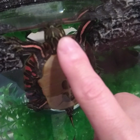 目で追う。笑の画像