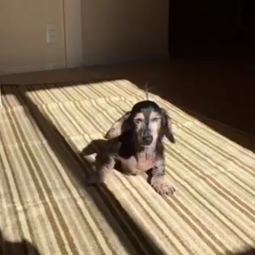 日向ぼっこの画像